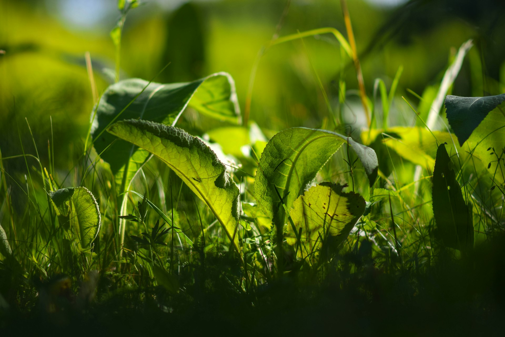 Unlocking Growth: How Green Bonds Fuel Sustainable Finance in 2025